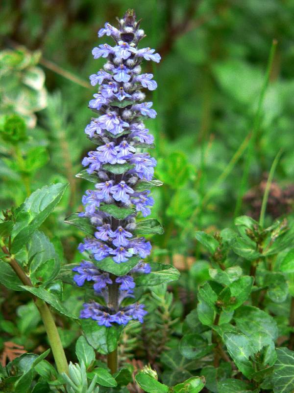 Unser Orchideenpark Bild Nr.120